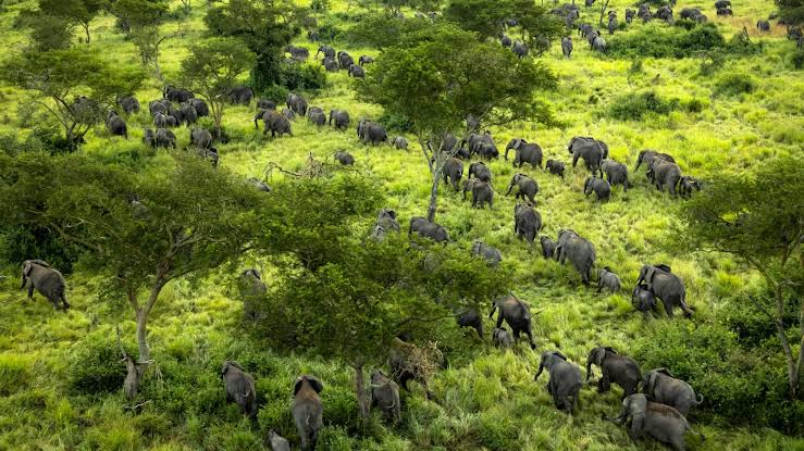 Éléphant abattu à Punia : Greenpeace exige une enquête indépendante