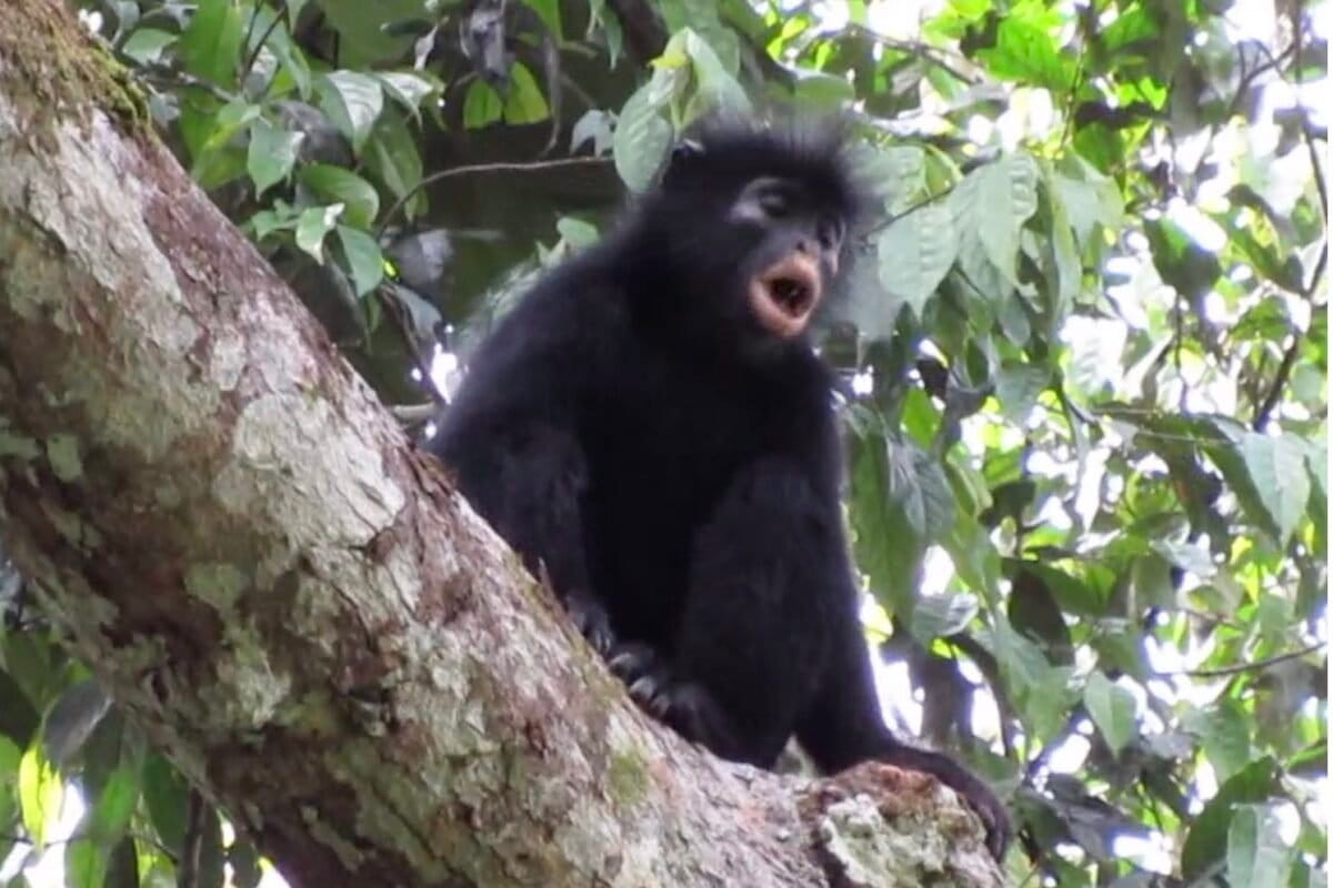 Likweli : nouveau singe découvert dans le parc de la Lomami